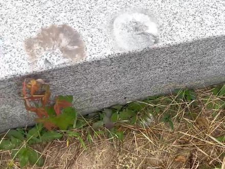 #上热门100个动画人物,第二十一集,小熊#画画 #手绘 #原创 #墙绘