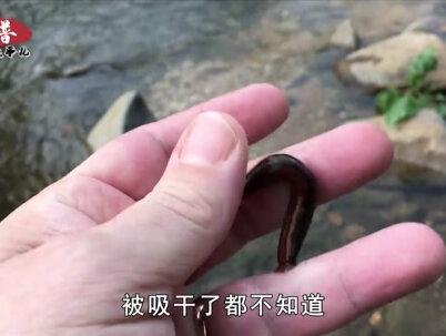 不小心把蚂蟥吞进肚子,它能在人体内存活吗?答案没那么简单