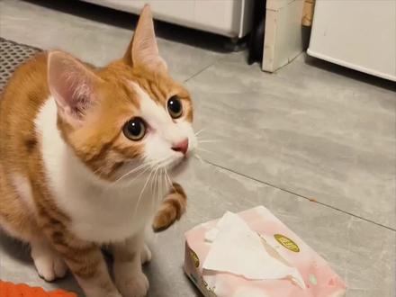 管你什么指令,我摸了就有好吃的#宠物期末考试 #萝卜纸巾猫 #猫咪 #搞笑 #橘白猫