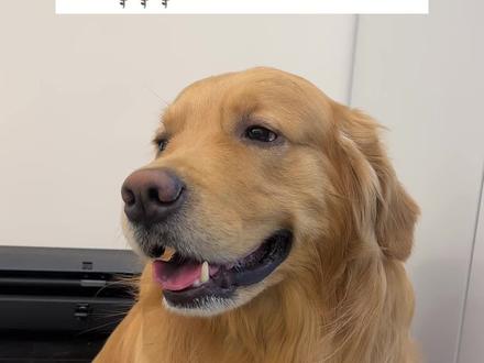 皮:敌不动 我不动#金毛 #狗狗 #狗狗的心思都写在脸上了 #金毛日常生活视频