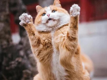 宫猫帕帕塌房事件,一只橘猫是如何在短期内从草根逆袭到猫设坍塌的#帕帕 #猫 #橘猫 #中华田园猫 #故宫的猫