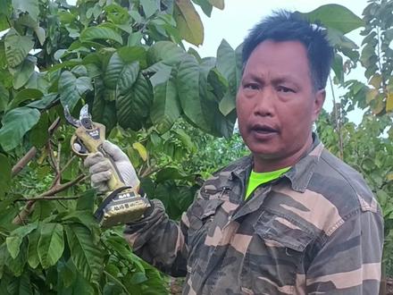 注意⚠️春剪剪错误一年! 大目释迦春剪和凤梨释迦春剪大不同,千万别剪错了!#凤梨释迦春剪技巧 #大目释迦 #大目释迦苗 #种植技术