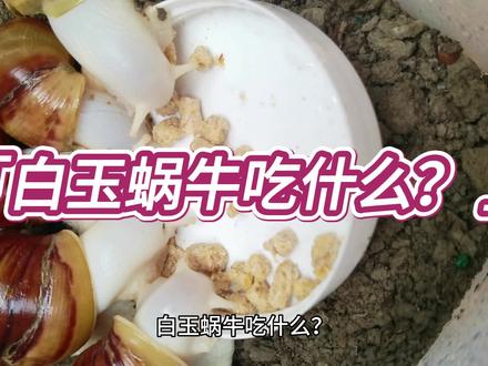 白玉蜗牛吃什么?#白玉蜗牛养殖 #萌宠 #蜗牛饲养