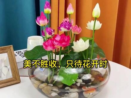 睡莲的种植方法,买回去的睡莲该怎么种!#睡莲 #花卉绿植#养花 #2022新农人计划