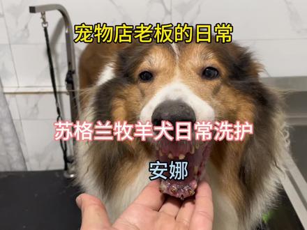 陪伴是最长久的告白,一只陪伴了主人10年的苏格兰牧羊犬! #狗洗澡 #宠物洗护 #苏牧 #苏格兰牧羊犬