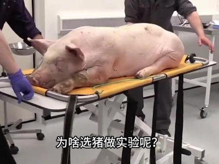 日本“圈养”大批“半人半猪”,体内长着人体器官,说是为救人命#涨知识 #科普一下 #内容启发搜索