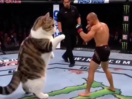 猫咪打ufc Ko特效拍同款教程!#猫咪打ufc AI康纳KO特效拍同款教程 AI格斗KO名场面 AI康纳KO特效
#猫咪ai拳击视频生成
猫咪打拳ai #康纳vs阿瓦雷兹
猫打拳击摇头
猫打拳击搞笑视频
猫打拳击ai
猫打拳视频
猫打拳击 #剪映
猫打拳ai指令
#ai拳击视频生成
猫咪ai打拳原视频
猫咪 ai打拳
猫咪ai视频
猫咪ai打拳指令
猫咪ai打拳教程
猫咪ai视频教程
猫咪 ai拳击制作
猫咪ai打拳击
猫咪打拳ai拍同款