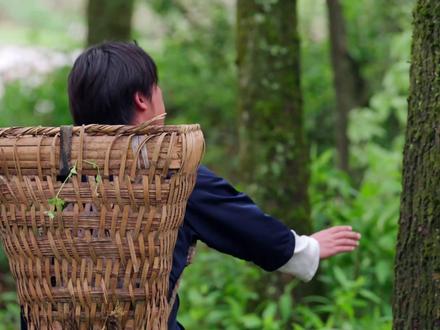 【种植40年的黄柏树林只为今天取皮入药】 #山野自然 #中药材