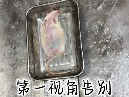安乐后从洛阳寄过来的乔治#昆山爪爪之约台湾宠物殡葬#花枝鼠#仓鼠 #水化 #安乐