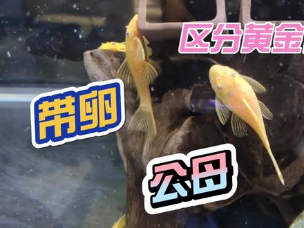 黄金胡子鱼公母如何区分?带卵的母鱼有什么特征?一学就会