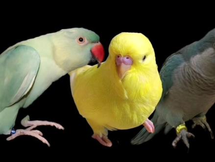 来自鹦鹉的压迫感#鹦鹉#超燃#混剪
#高质量#鸟meme