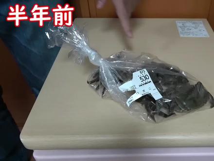 超市20一斤的大闸蟹,在家里养了180天,一年四季都可以吃大闸蟹 #大闸蟹 #水族 #自家养殖 #威哥异宠 #宠物