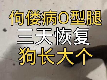 佝偻病o型腿,趴蹄,外八,髋关节发育不良,髌骨脱位#萌宠 #记录宠物的日常生活 #狗是人类最忠诚的朋友 #狗狗 #傻狗的日常