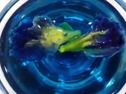 蓝蝴蝶花泡水还能够提高人体消化功能,它含有的挥发油能促进肠胃中食物的消化与吸收,含丰富的ace#健康