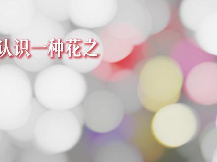 春花秋月何时了,往事知多少? #虞美人 #每天认识一种花 #花语