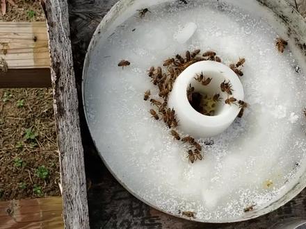 为什么要给蜜蜂喂白糖?#涨知识 #蜜蜂 #神奇动物在抖音