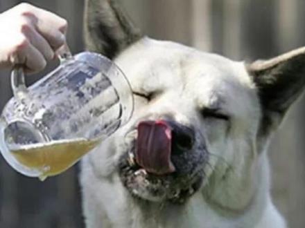 有哪些人吃了没事,狗吃了中毒的食物?#科普一下