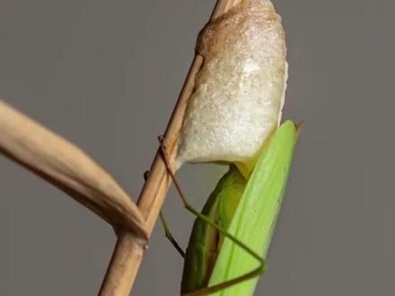 螳螂的产卵过程 #神奇动物在抖音 #奇妙的动物 #螳螂