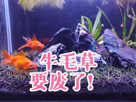 这缸牛毛草可能要凉啦,两条大眼萌金鱼入缸拔草,里面的牛毛草要废了!试验科目随之改变,看看牛毛毡水草的抗压能力,古法生态缸养金鱼视频。#金鱼 #牛毛草 #养鱼 #养鱼日记 #鸫龟先生
