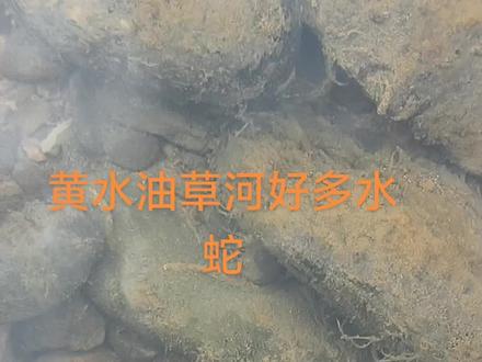 黄水油草河水蛇,#铅色水蛇#避暑