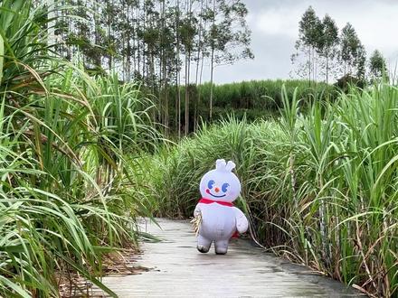 当雪王从甘蔗产地采收完... #蜜雪冰城新品 #甘蔗