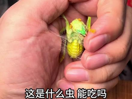 原来这些昆虫也能吃,你吃过几种?#昆虫美食 #昆虫 #美食 #特色美食 #科普