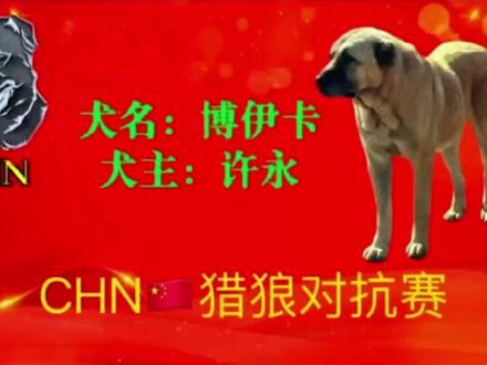 博伊卡5岁多了@白沟新城坎高宠物用品店 #坎高犬