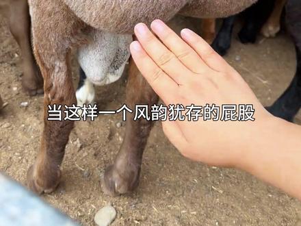 这么大的屁屁想摸吗? #羊 #科普 #随拍 #动物世界 #萌宠