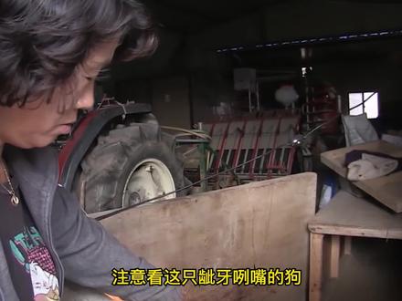 狗狗产崽后变化太大了,龇牙咧嘴追咬自己尾巴,最后原因感动我了