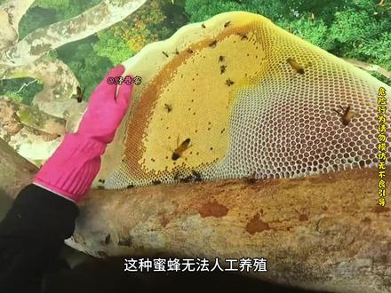 全球公认的三大高危职业#高空作业#印尼采蜜 #青年创作者计划