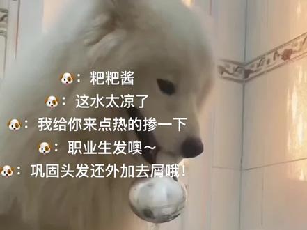“粑粑:今天的水格外的热,洗头膏格外的好!”