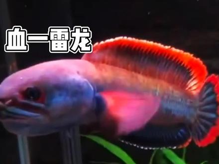 国内鱼缸中的宝贝,国外饭桌上的菜😂#血斑雷龙 #冰火雷龙 #观赏鱼