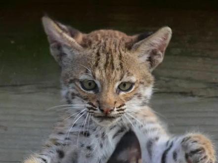 可爱的猞猁幼崽#猞猁 #动物科普