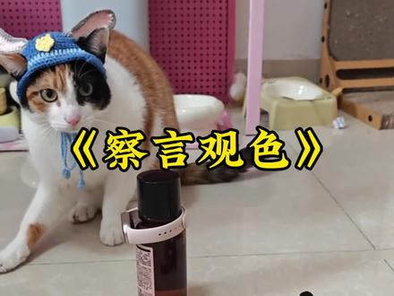 《察言观色》智力不详,察言观色极强!猫咪的智商不在边牧之下!#三花猫 #搞笑#哈基米 #猫咪#萝卜纸巾