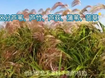 芦苇、芦荻、芦竹、蒲苇、芒草
区分