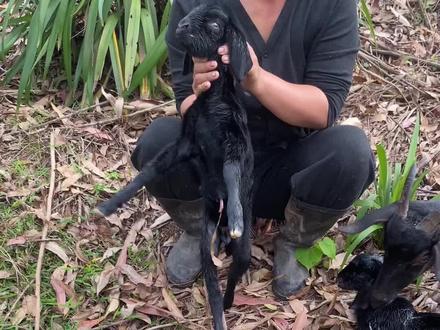 母羊在外面生小羊了