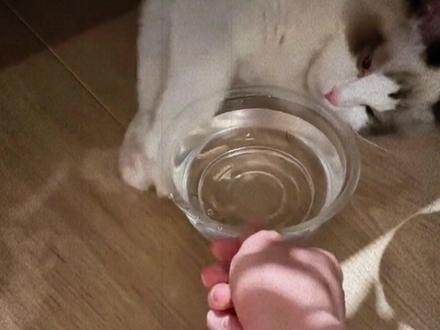 猫咪到底要喝多少水?终于有人讲明白了 #养猫经验分享 #猫咪补水 #新手养猫 #猫咪喝水 #这也能开播
