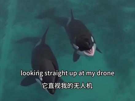 在已关闭的法国“马里内兰·昂蒂布(Marineland Antibes)”海洋公园,虎鲸母亲Wikie与她的儿子Keijo正被困于破损的水池中——水质浑浊、结构剥落,园方更在未转移它们的情况下冒险施工。此前美国已有海豚因类似施工感染致命真菌死亡,而悲剧早已在此上演:Wikie的幼子Moana于2021年死亡,另一儿子Joana于2023年死于败血症,兄弟Inouk也在2024年因摄入金属件死亡。
然而,希望随镜头到来。当视频创作者Seph Lawless的无人机掠过水面,Wikie从漂浮中猛然抬头。随后,这对母子开始游动、旋转、跃起,仿佛在用人类教给它们的表演语言,做最后一次呼救。
它们的故事已因全球超过5500万人的关注而迫使法国政府介入,但将这对母子转移至海岸庇护所的计划仍困难重重。希望尚存,我们不能停止发声——它们的自由,需要全球接力。
视频来源:🎥Seph Lawless
#海岛 #海洋 #动物保护 #海洋保护 #ESG