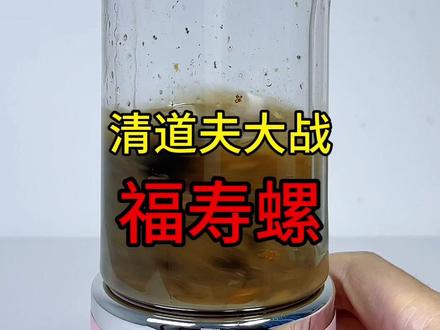 把清道夫丢进充满细菌寄生虫的福寿螺汁里,会发生什么事?#清道夫 #福寿螺 #解压 #趣味实验 #外来入侵物种