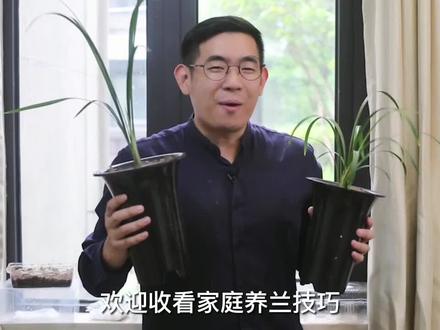 兰花品种太多分不清?园艺师教你,区分春兰寒兰建兰蕙兰和墨兰#花卉