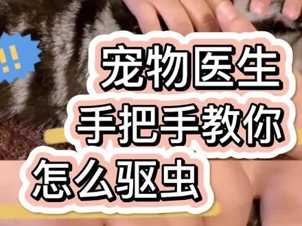 宠物医生手把手教你怎么驱虫!#杀虫不伤宠就滴恩倍多 #猫驱虫 #宠护N倍多