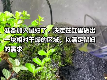 开缸后第一次造景小改,在缸内隔离出一个相对干燥的区域,主要是为了满足加入的两种鼠妇的需求。很抱歉加入第一种鼠妇的时候镜头忘了转过去没拍到…🥲。小缸不建议鼠妇混养,最后往往只会活下一个族群,或者因为杂交而影响鼠妇的基因。当然如果只是当工具虫那就无所谓。魔鬼蟹是夜行动物,所以白天不容易看到,加入鼠妇也能增加观赏性。#水陆缸造景 #鼠妇 #造景 #玻璃中的大自然 #开缸