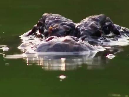 可爱呆萌的扬子鳄,又叫“中华鼍”,是我国特有的小型鳄类,国家一级保护动物,人畜无害的它们,到底有多可爱?#科普 #动物世界 #鳄鱼 #扬子鳄 #神奇动物在抖音 #科普知识