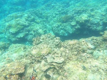 渔猎诱鱼大法#自由潜水 #自由潜渔猎