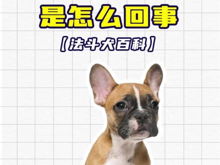 法斗对你撅屁股,是在向你求救?#法斗 #狗狗迷惑行为 #科学养宠攻略 #日常养法斗的知识 #拿捏秋日的轻盈感