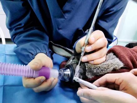 关于兔子磨牙,划几个知识点#科学养兔