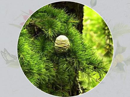 大西洋雪松,应该是最具男性阳刚之味的一种植物#涨知识 #大西洋雪松精油 #精油香氛 #植物护肤 #科普#dou上热门