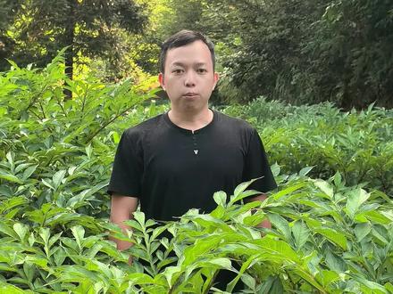 魔芋品种有哪些? 魔芋品种很多,全世界约有170种,可食用的约20种,今天我给大家介绍一下我们常见的有利用价值的10个品种
1、花魔芋,它的特点是:分布最广,是我国目前种植面积最广的品种,它适应性强,块茎扁球形,肉质白,芽呈粉红色。在海拔500–2500米的高海拔地区都有分布,耐寒性较好,南方各省广泛种植。而且经济价值大,它的葡甘聚糖含量55%–60%,是加工魔芋精粉的主要原料,产量高且市场需求大。
2、白魔芋,是我国特有品种,由刘佩瑛教授发现并命名,它的特点:块茎洁白细腻,芽呈白色或绿色,抗病性较强。适应低海拔(800米以下)地区,如四川金沙江流域、湖南湖北等温暖湿润区。葡甘聚糖含量高达60%以上,品质最优,适合高端精粉加工,但亩产量较低(亩产约1.5吨)。
3、杂交魔芋,杂交魔芋,顾名思义,就是花魔芋与白魔芋杂交的品种,主要有鄂魔1号、远杂3号、4号、5号、安魔168、安魔169,杂交魔芋通过聚合双亲优势,显著突破传统品种抗病弱、产量低的瓶颈,但需匹配地域生态与规范管理,才能发挥最大效益。
4、珠芽魔芋,是叶面有珠芽的一类魔芋的统称,我国主要有珠芽红魔芋、珠芽黄魔芋、攸乐魔芋等,它具有三倍体染色体特性(2n=39),天然抗病性优于二倍体魔芋,适应热带雨林气候(海拔300米左右),如云南西双版纳、海南等热区,需高温高湿环境,但因品种混杂,有的品种品质不佳,精粉黏度差甚至没有精粉,且脱色成本也较高,关于珠芽魔芋,后期再详细跟大家讲解。
5、疣柄魔芋、甜魔芋,属淀粉型品种,不含葡甘聚糖,经济价值不大,主要在印度种植,用于提取淀粉。
其它还有很多品种,如台湾魔芋、疏毛魔芋、东亚魔芋、滇魔芋、东川魔芋、钟苞魔芋等细分品种或地方品种,种植面积一般不大,我就不一一讲解了。 #魔芋 #魔芋种植 #魔芋爽 #魔芋豆腐 #魔芋种子