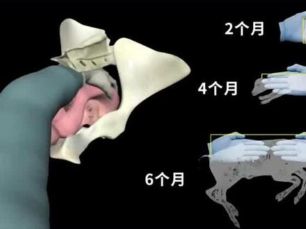 牛摸胎演示,直肠触诊方法 #母牛直肠检查 #牛验胎 #母牛配种