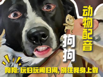 狗狗:不是哥们,你是真勇啊 #狗狗 #动物的迷惑行为 #动物搞笑配音 #搞笑视频配音 #搞笑配音超搞笑